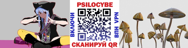 Галлюциногенные грибы Psilocybe  купить наркоту  Александровск-Сахалинский 